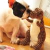 Dog Training Stuffed Dinosaur Sounding Dog Toy